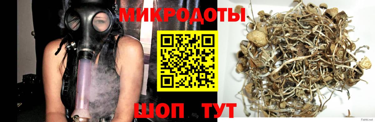 Псилоцибиновые грибы Psilocybine cubensis Волгоград
